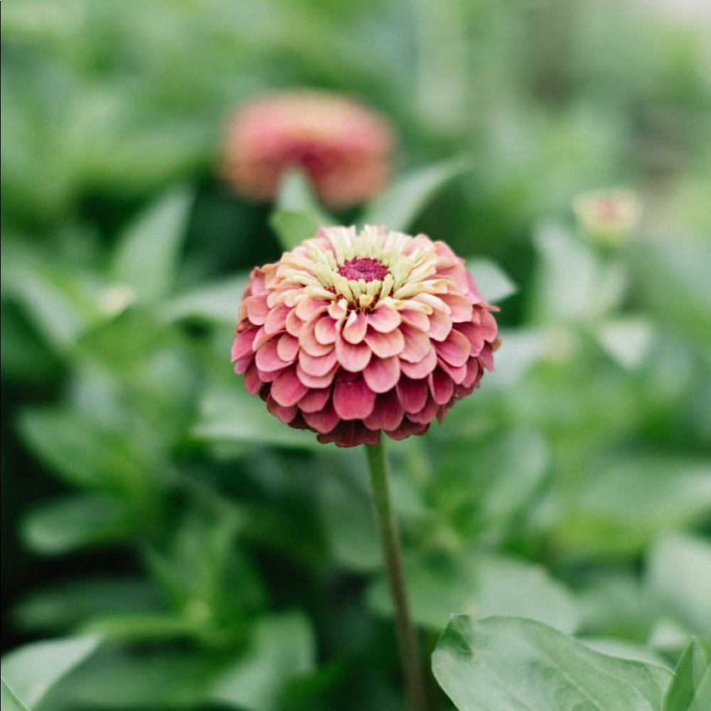 Meet your Posher, Rosa